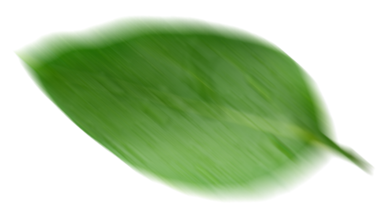 leaf