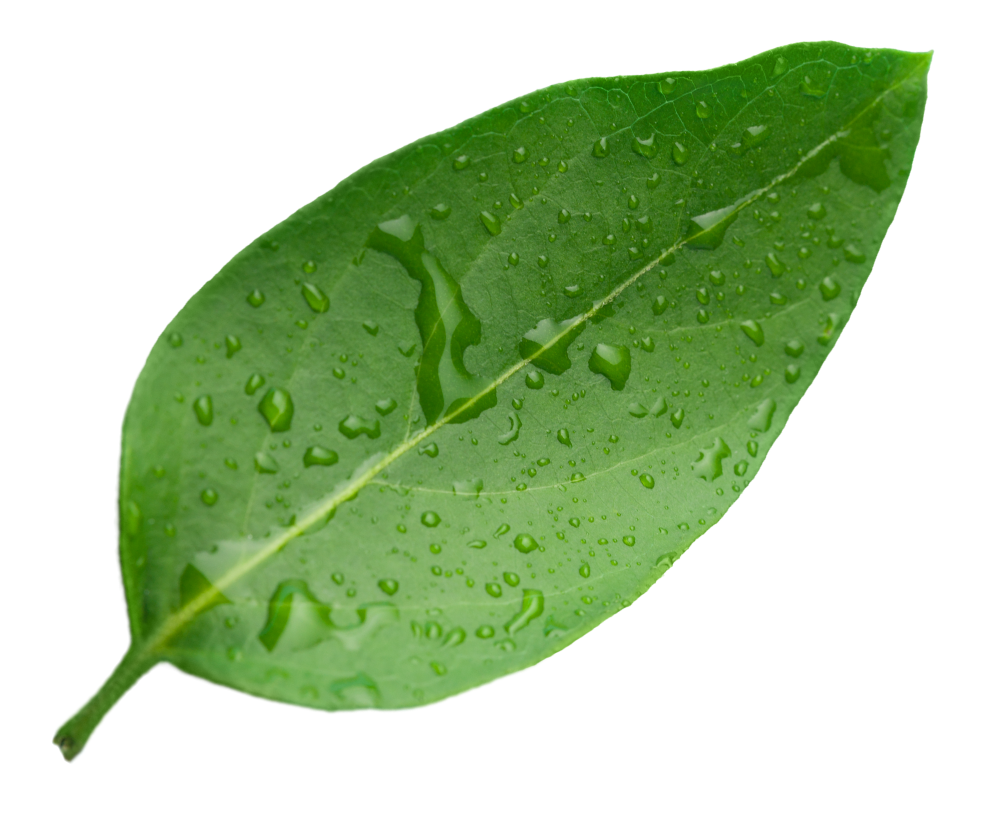 leaf